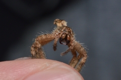Heteropoda pingtungensis