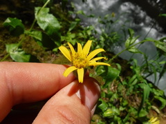Arnica lanceolata prima