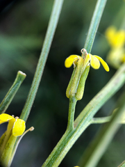 Erysimum inconspicuum