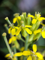 Erysimum inconspicuum