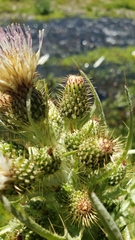 Cirsium douglasii