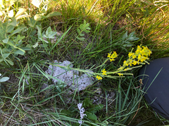 Erysimum inconspicuum