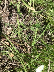 Erigeron delphinifolius