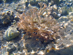 Tricleocarpa fragilis