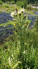 Cirsium douglasii