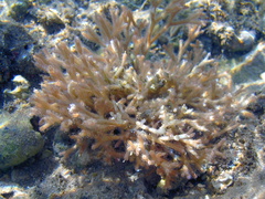 Tricleocarpa fragilis