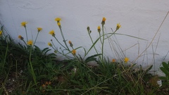 Crepis crocea