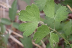 Aquilegia shockleyi