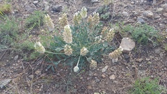 Astragalus lupulinus