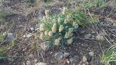 Astragalus lupulinus