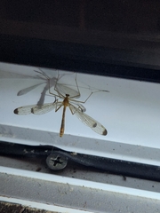 Hylobittacus apicalis