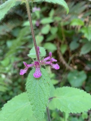 Stachys mexicana