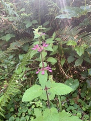 Stachys mexicana