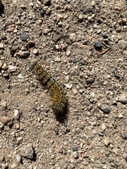 Hemileuca eglanterina