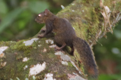 Sciurus deppei