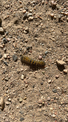 Hemileuca eglanterina