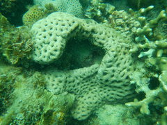Acanthastrea