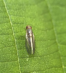 Peplomyza