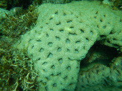 Acanthastrea
