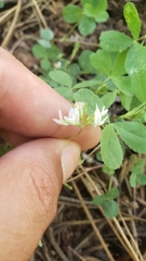 Trifolium breweri