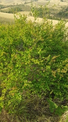 Spiraea aquilegifolia