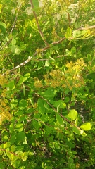 Spiraea aquilegifolia