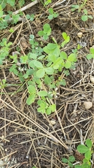 Trifolium breweri