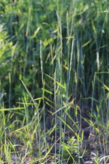 Elymus ciliaris