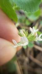 Trifolium breweri