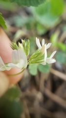 Trifolium breweri