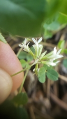 Trifolium breweri