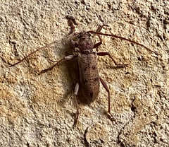 Brothylus gemmulatus