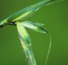 Elymus ciliaris