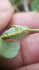 Trifolium breweri