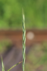 Elymus ciliaris