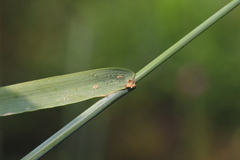 Elymus ciliaris