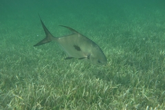 Trachinotus falcatus