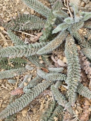 Ivesia santolinoides