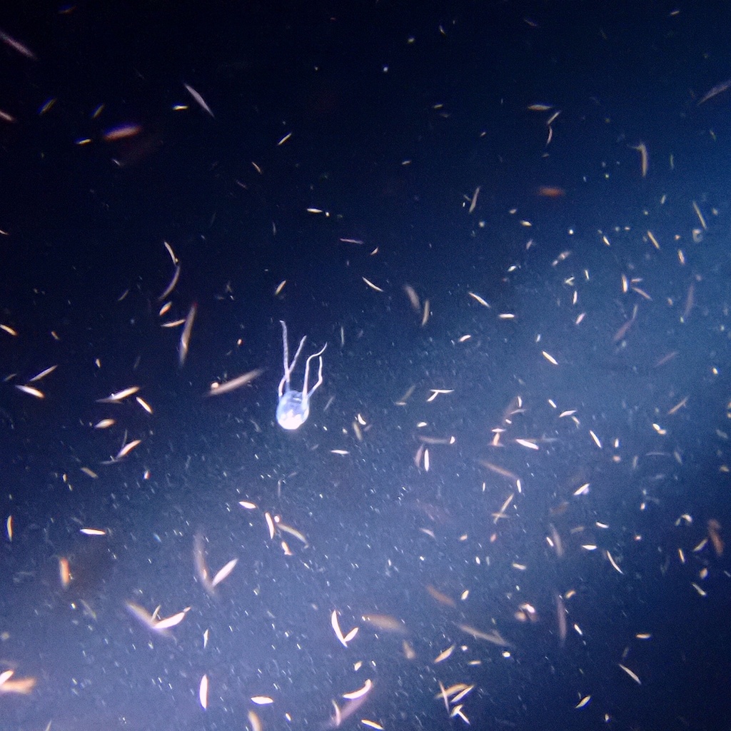 Sivickis' Box Jellyfish from Okinawakaigan QuasiNational Park, Okinawa