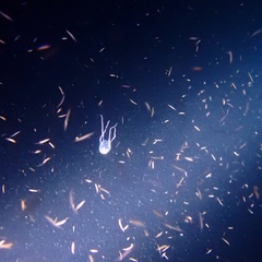 Copula sivickisi