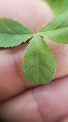 Trifolium breweri