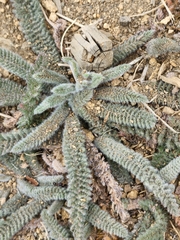 Ivesia santolinoides