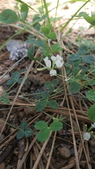 Trifolium breweri