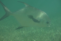 Trachinotus falcatus