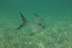 Trachinotus falcatus