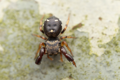 Harmochirus insulanus