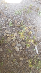 Linanthus harknessii