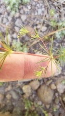 Linanthus harknessii