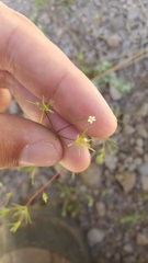 Linanthus harknessii