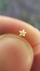 Linanthus harknessii